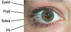 External Anatomy of an Eye