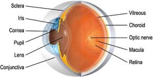 Anatomy Globe of the Eye