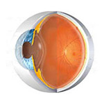 Common Anatomy of the Eye